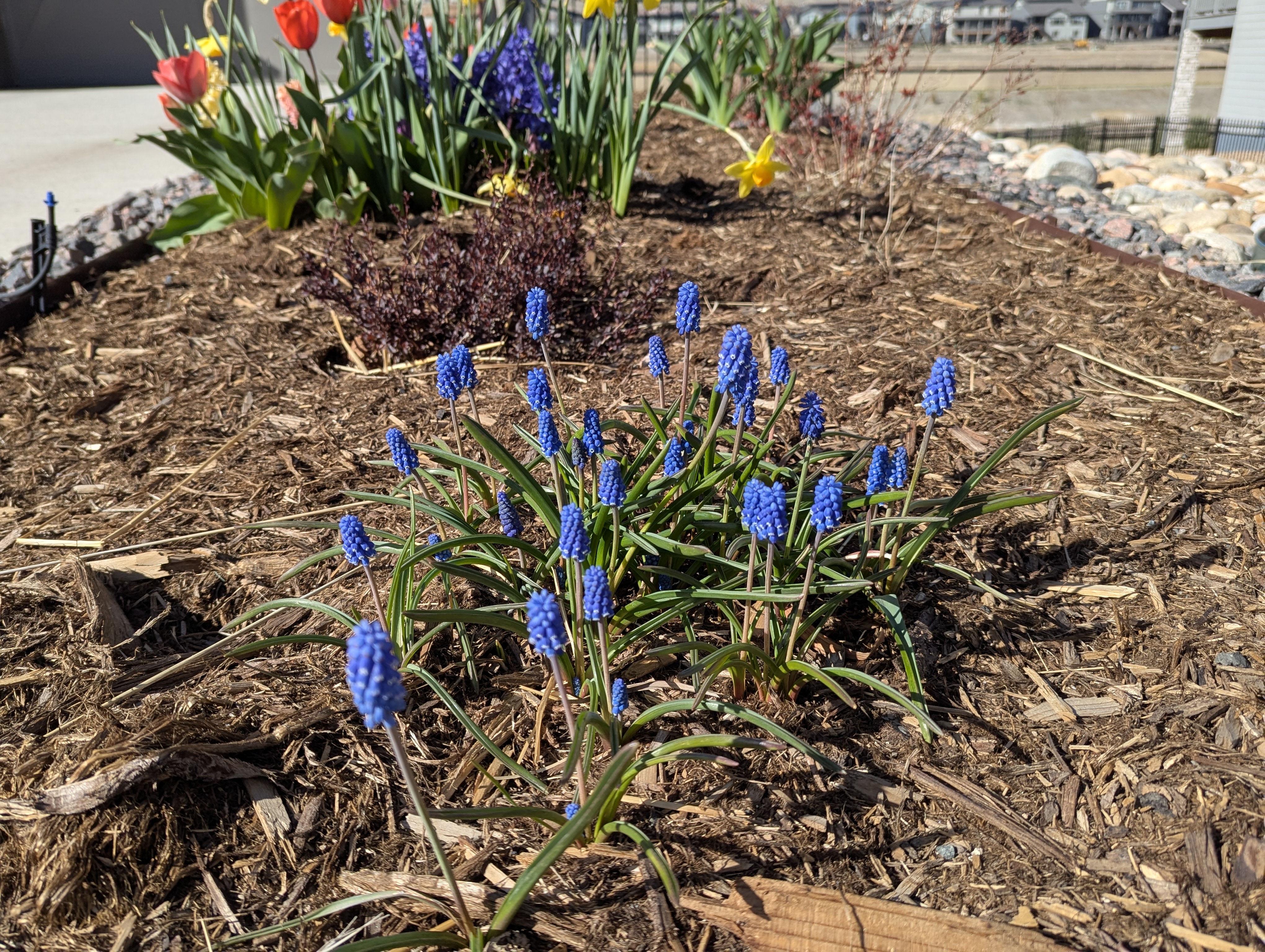 Garden, Flowers, Morrison, Colorado